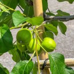 Jabloň domáca (Malus domestica) ´STARKING´ - zimná, výška 200-230 cm, obvod kmeňa 16/18 cm, kont. C70L - tvarovaná stena